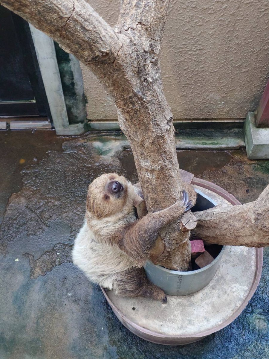 saitamazoo_tw's tweet photo. HAPPY ANNIVERSARY ！
今日は埼玉県こども動物自然公園にナマケモノが来園してちょうど20年になります。

冬季は温室の中にいることが多いナマケモノですが、これから暖かくなると温室から外に出てきて、お客様の頭上のロープを渡って移動する迫力ある姿もご覧いただけます。

3月には20周年を記念して、ナマケモノフェスティバルinＳＣＺooも開催予定です。

ぜひナマケモノたちに会いにきてくださいね！

#フタユビナマケモノ
#20周年