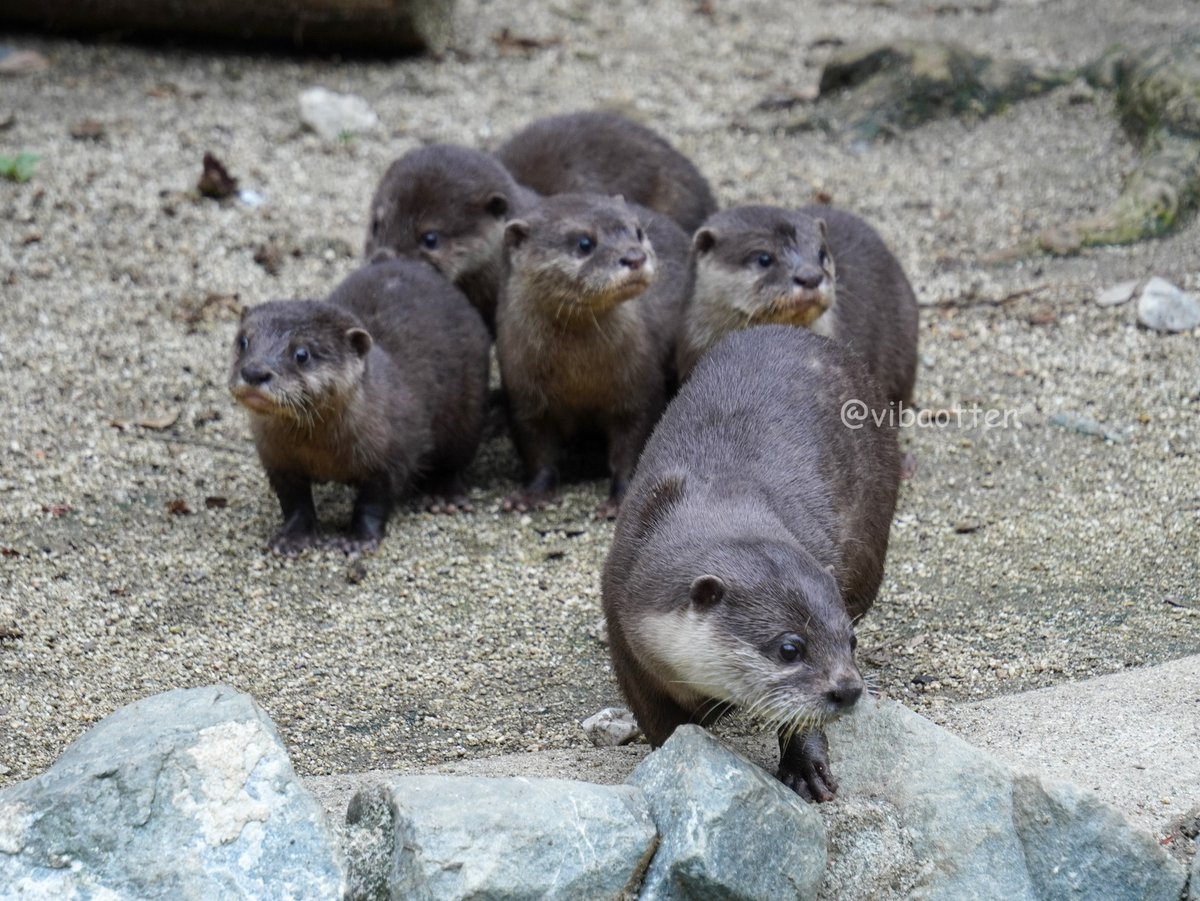 カワウソ様 この日ビーバーと同じぐらい撮ったのがカワウソ達です。 写真相当下手