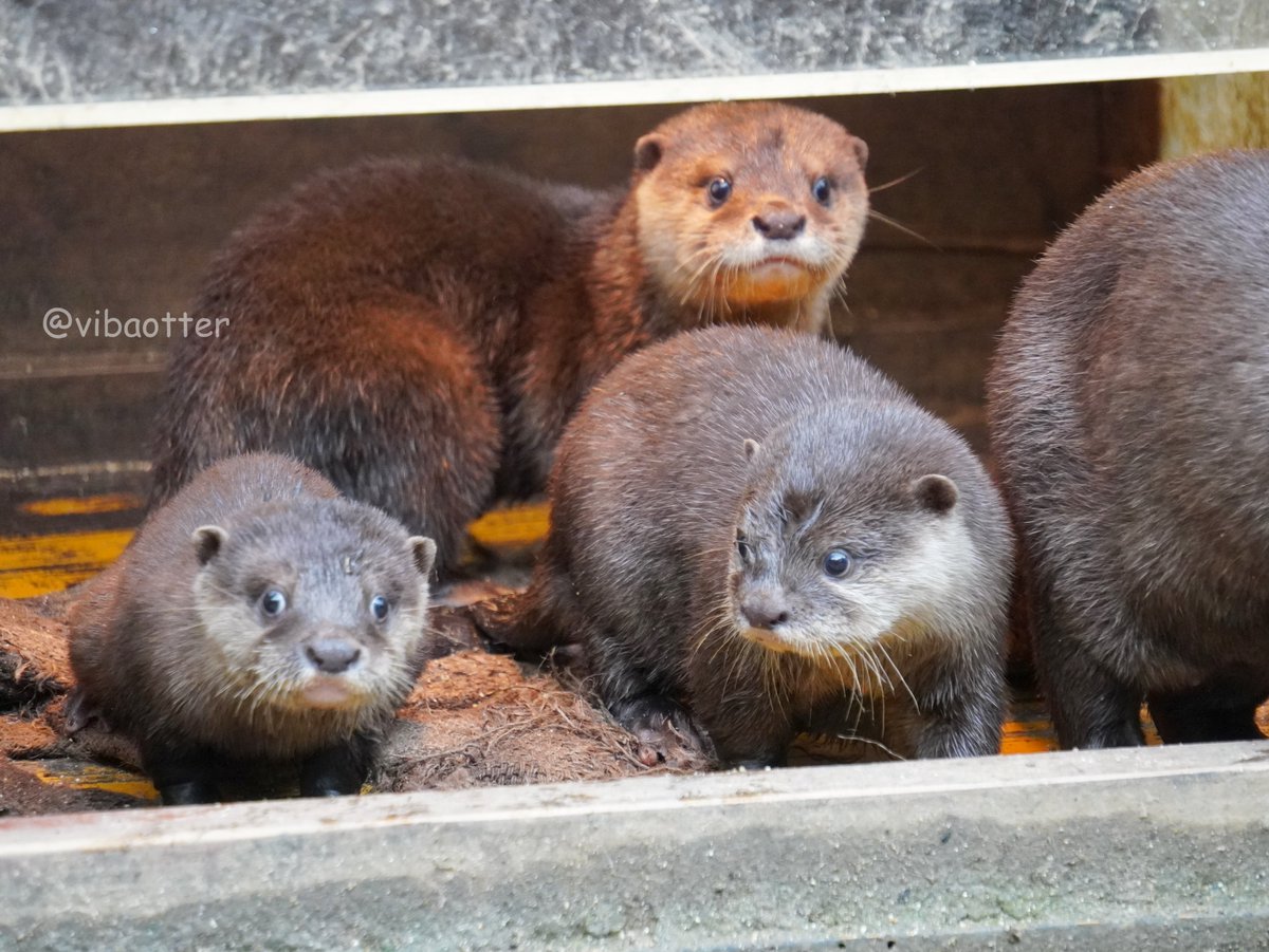 この日ビーバーと同じぐらい撮ったのがカワウソ達です。 写真相当下手