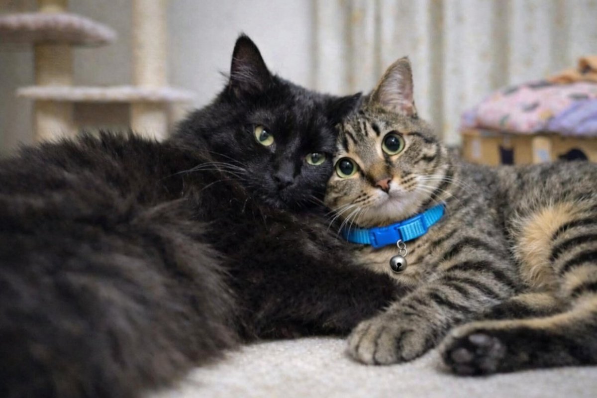 「にゃ…同盟」