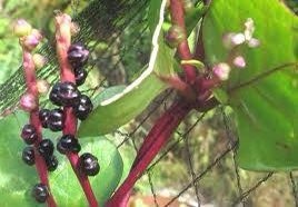 Ọ̀gbẹni Tọm tweet media