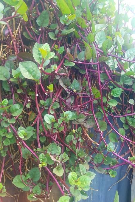 Ọ̀gbẹni Tọm tweet media