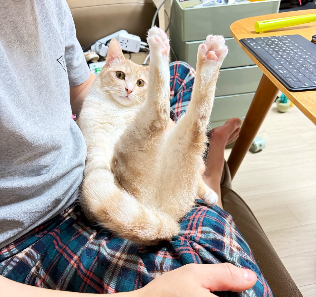 김고양s tweet media