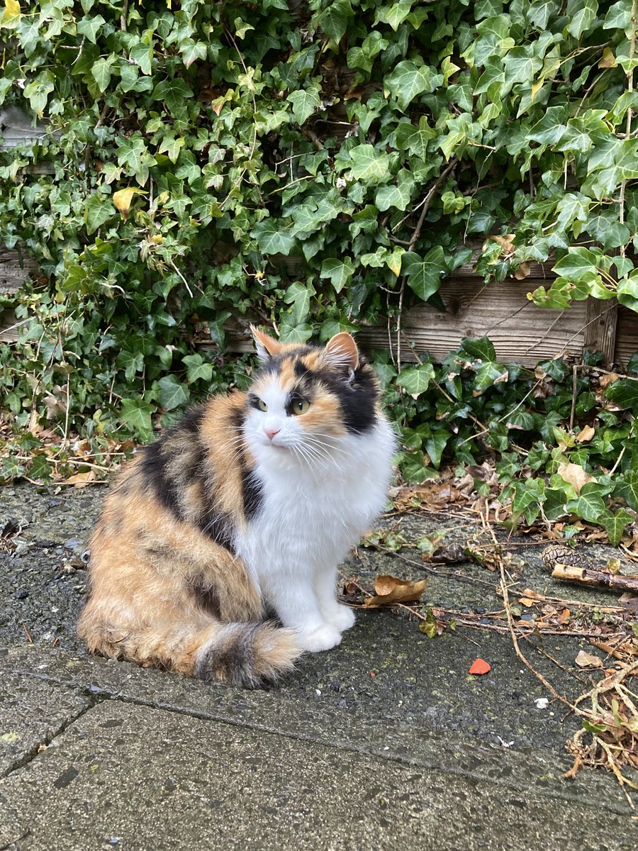 こちらもどうぞ😸 久しぶりにグレモフが網元さん方面までお供してくれ