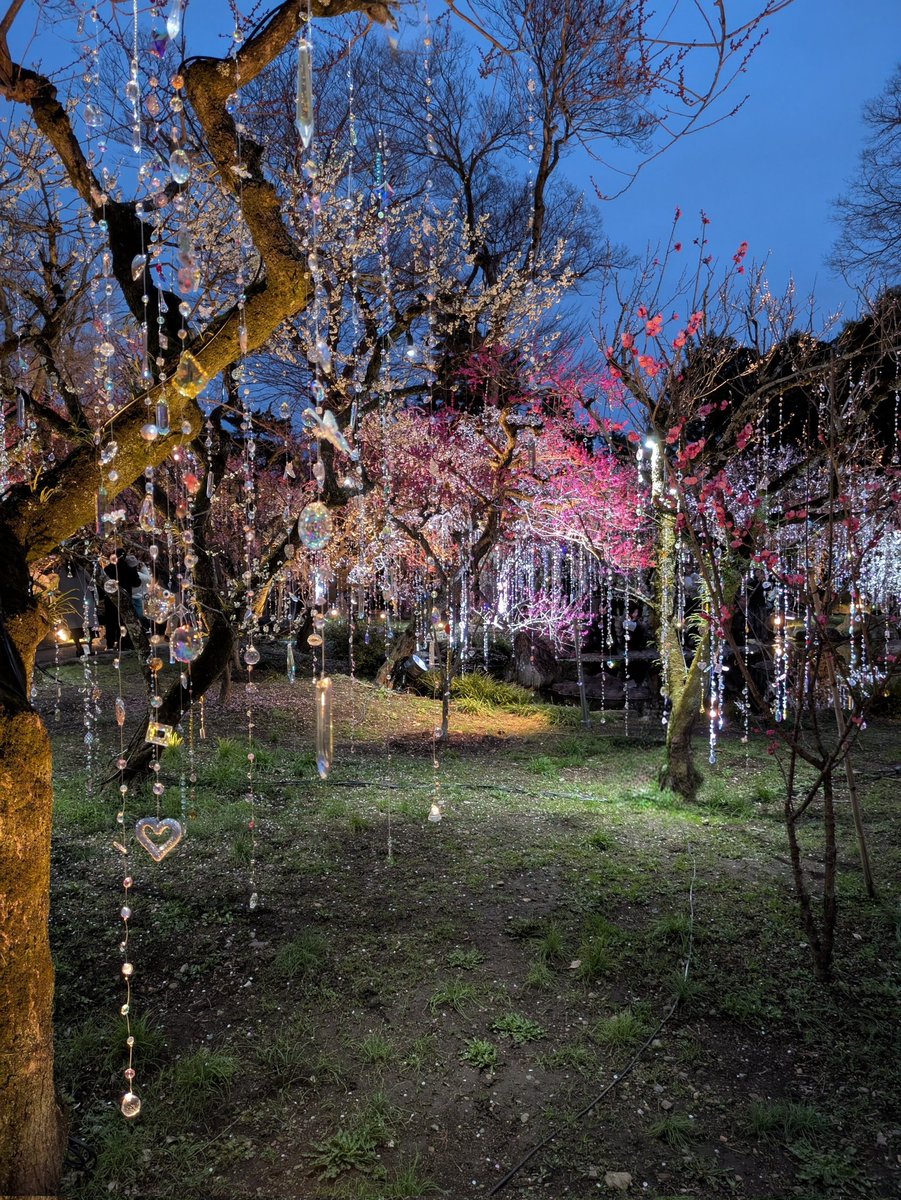 kazu_9136's tweet image. やっと北野天満宮の梅園に行けました！梅は満開な上、蜷川実花さんとのコラボで梅園の一角には美しく輝くクリスタルの幕が！！特に夜は幻想的で頑張って行ったかいがありました☺️