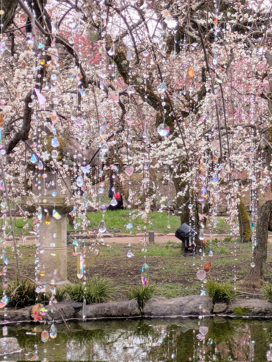 kazu_9136's tweet image. やっと北野天満宮の梅園に行けました！梅は満開な上、蜷川実花さんとのコラボで梅園の一角には美しく輝くクリスタルの幕が！！特に夜は幻想的で頑張って行ったかいがありました☺️