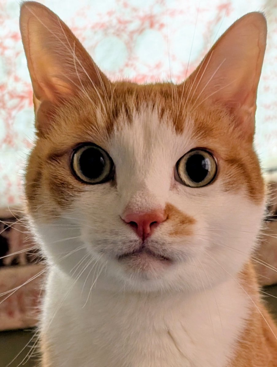 ねこが起こす前に飼い主が勝手に起きると悲しそうな顔をするのでもう一度寝るという二度手間。