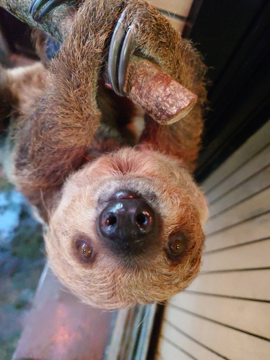 saitamazoo_tw's tweet photo. HAPPY ANNIVERSARY ！
今日は埼玉県こども動物自然公園にナマケモノが来園してちょうど20年になります。

冬季は温室の中にいることが多いナマケモノですが、これから暖かくなると温室から外に出てきて、お客様の頭上のロープを渡って移動する迫力ある姿もご覧いただけます。

3月には20周年を記念して、ナマケモノフェスティバルinＳＣＺooも開催予定です。

ぜひナマケモノたちに会いにきてくださいね！

#フタユビナマケモノ
#20周年