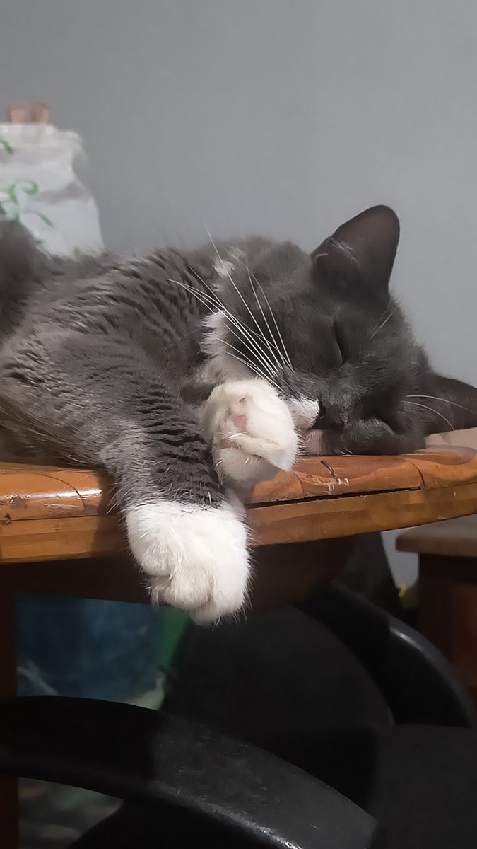 isabelle e ravena (tbm conhecida como gatumante)