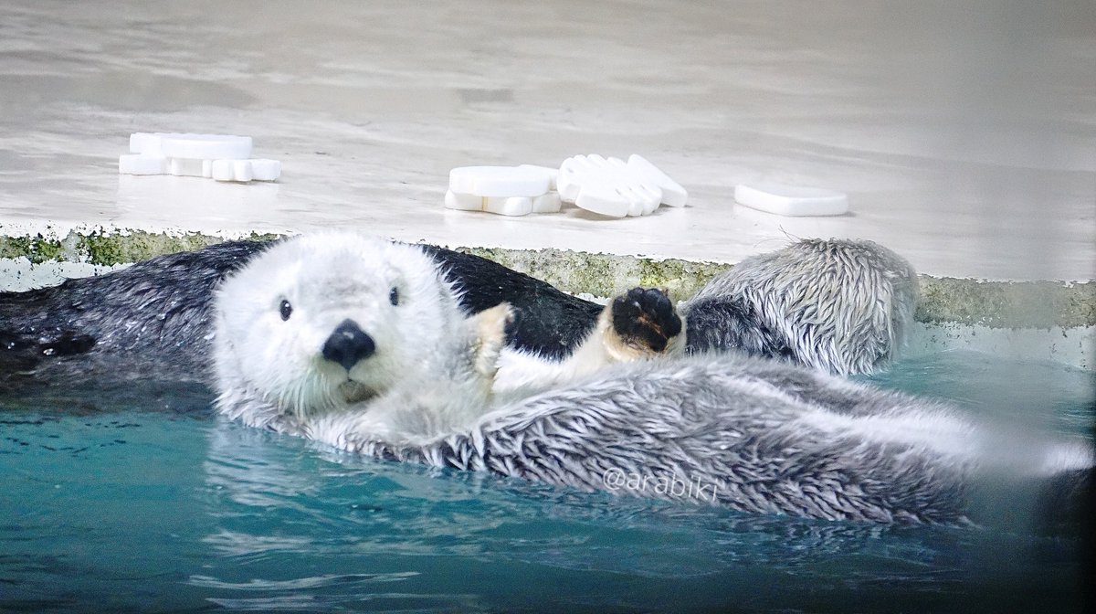 あらびき(ラッコ用だけどほぼ本アカ) (@arabiki329) / Posts / X