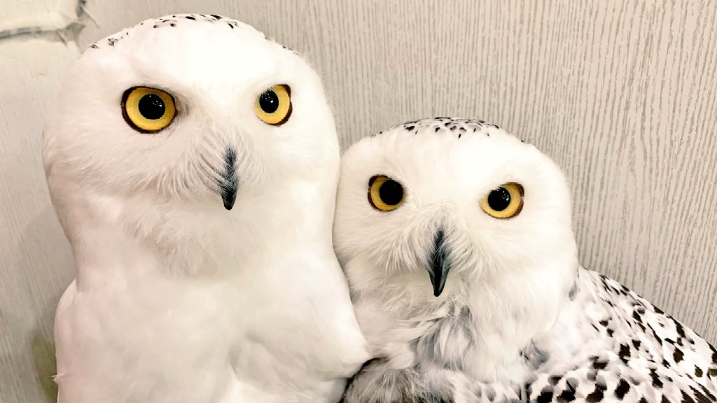 ピトッ🥰
#シロフクロウ