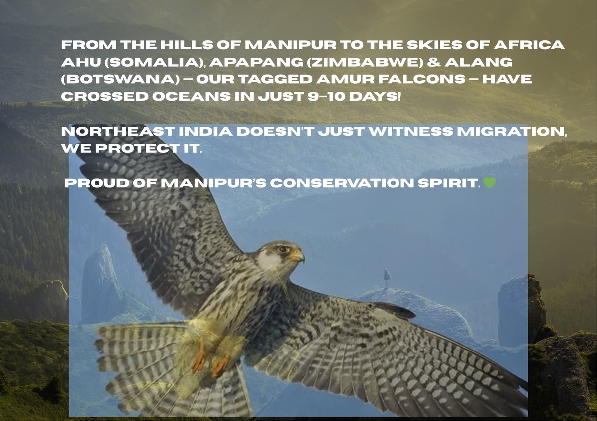 From the hills of #Manipur to the skies of Africa Ahu (Somalia), Apapang (Zimbabwe) &amp; Alang (Botswana) -our tagged #Amurfalcons -have crossed oceans in just 9–10 days!
#Northeast India doesn’t just witness migration, we protect it.

Proud of Manipur’s conservation spirit. 💚