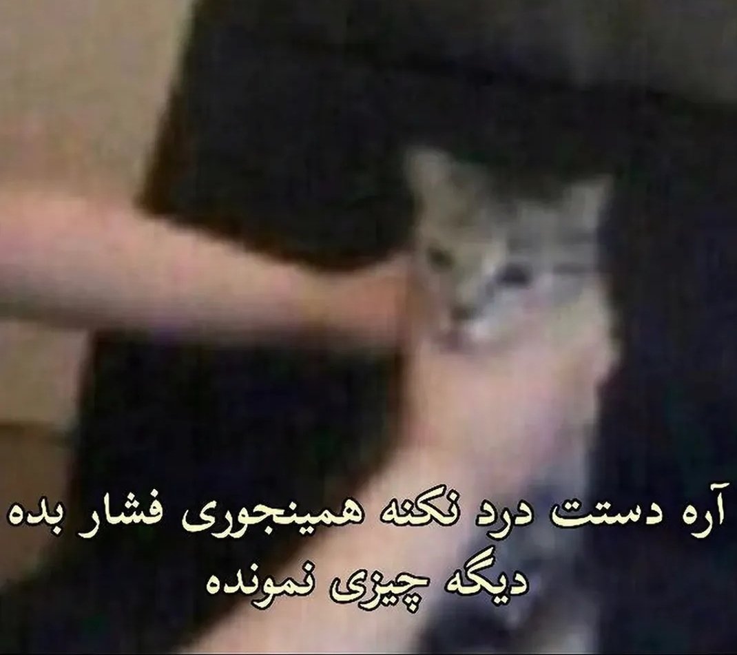 Kayvan 🐺 tweet media