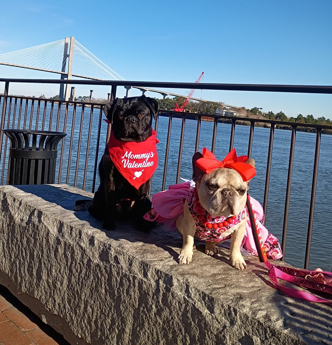 mommasboymushu's tweet image. #FlashbackFriday Momma forgot to post our Savannah, Ga pics (2weeks ago)🙁. Me &amp;amp; cousin @Margaux28083812 always have so much fun on vacay🎉. We met up with our pals Moose &amp;amp; Rocky @creek_moose too🎉! Happy #FriYay friends . #adventuretime #travel #puglife #dogsoftwitter #dogsofX