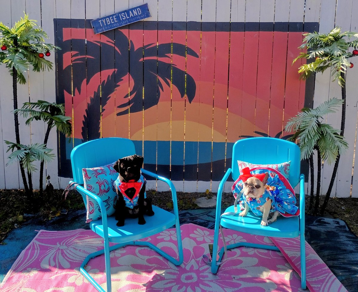 mommasboymushu's tweet image. #FlashbackFriday Momma forgot to post our Savannah, Ga pics (2weeks ago)🙁. Me &amp;amp; cousin @Margaux28083812 always have so much fun on vacay🎉. We met up with our pals Moose &amp;amp; Rocky @creek_moose too🎉! Happy #FriYay friends . #adventuretime #travel #puglife #dogsoftwitter #dogsofX