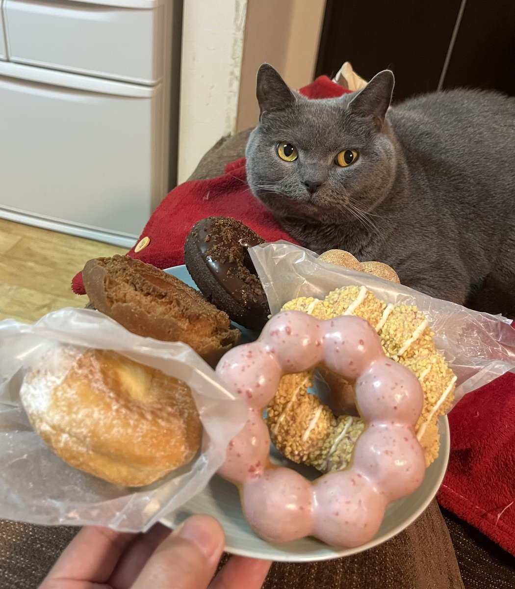 aminaminchan あ〜みん様とニャーコありがとうございます🙇 ドーナツ