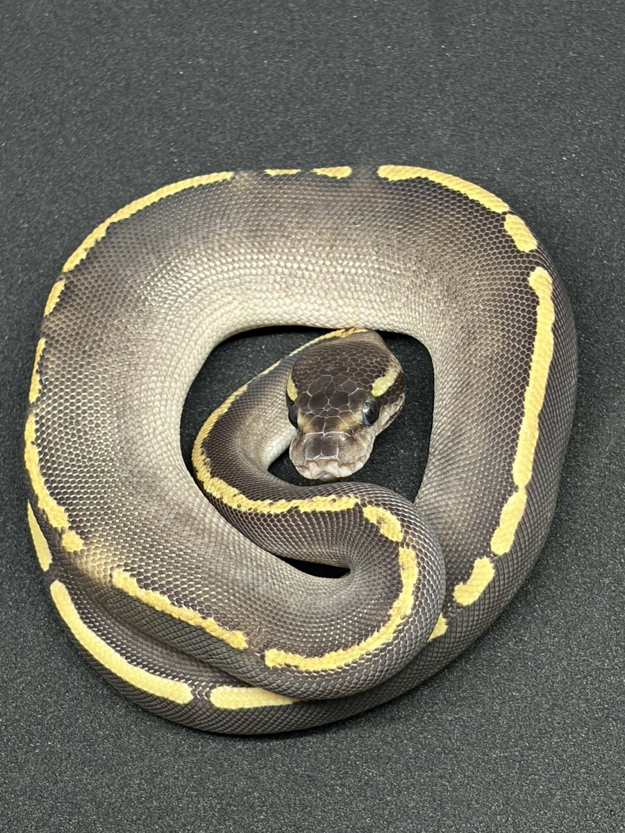 python_bard tweet picture