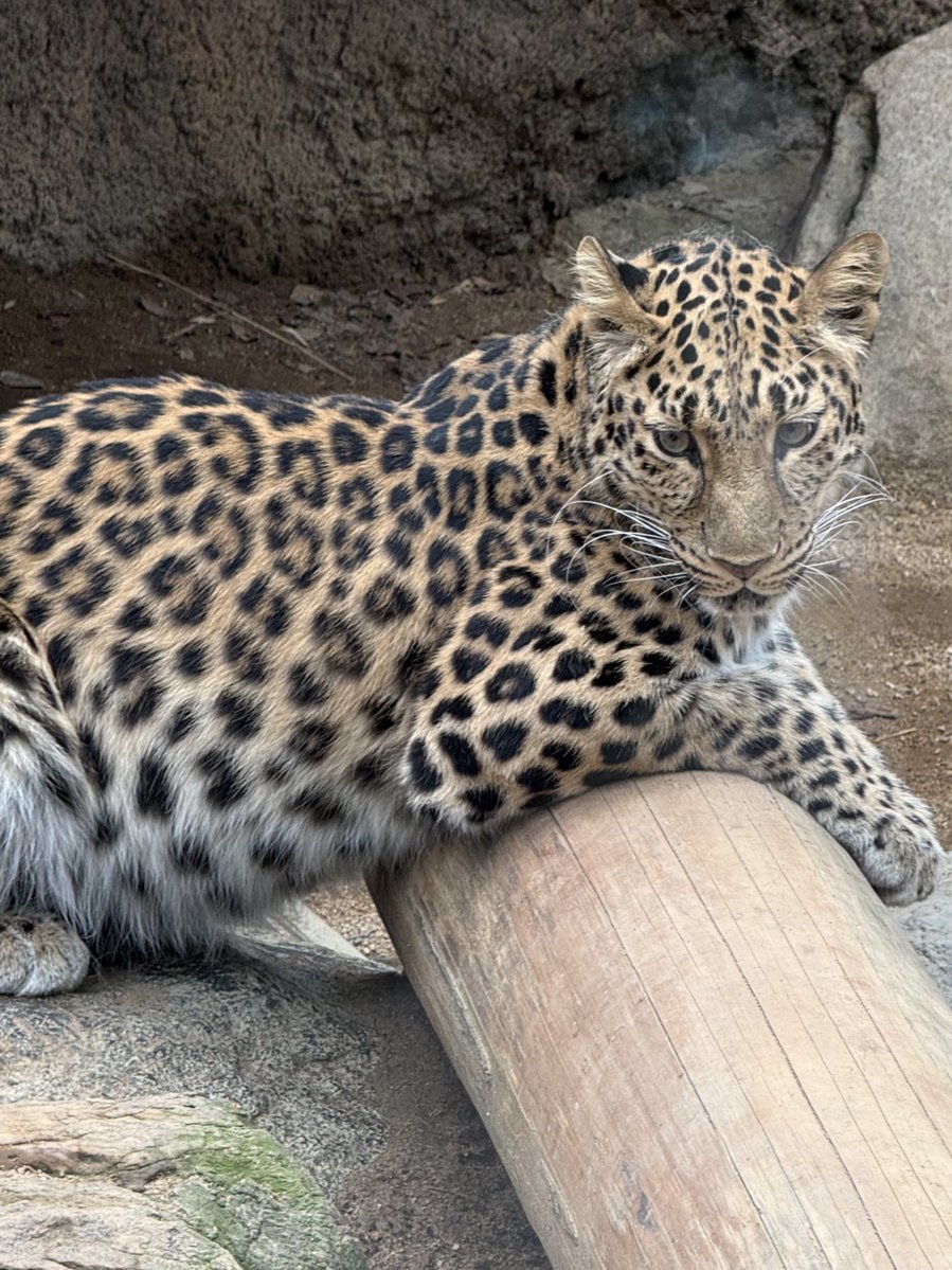 美しすぎるネコ科

2026.2.15
#王子動物園 #アムールヒョウ #セイラ