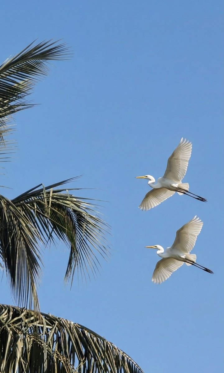 Dr. Payal Joshi tweet media