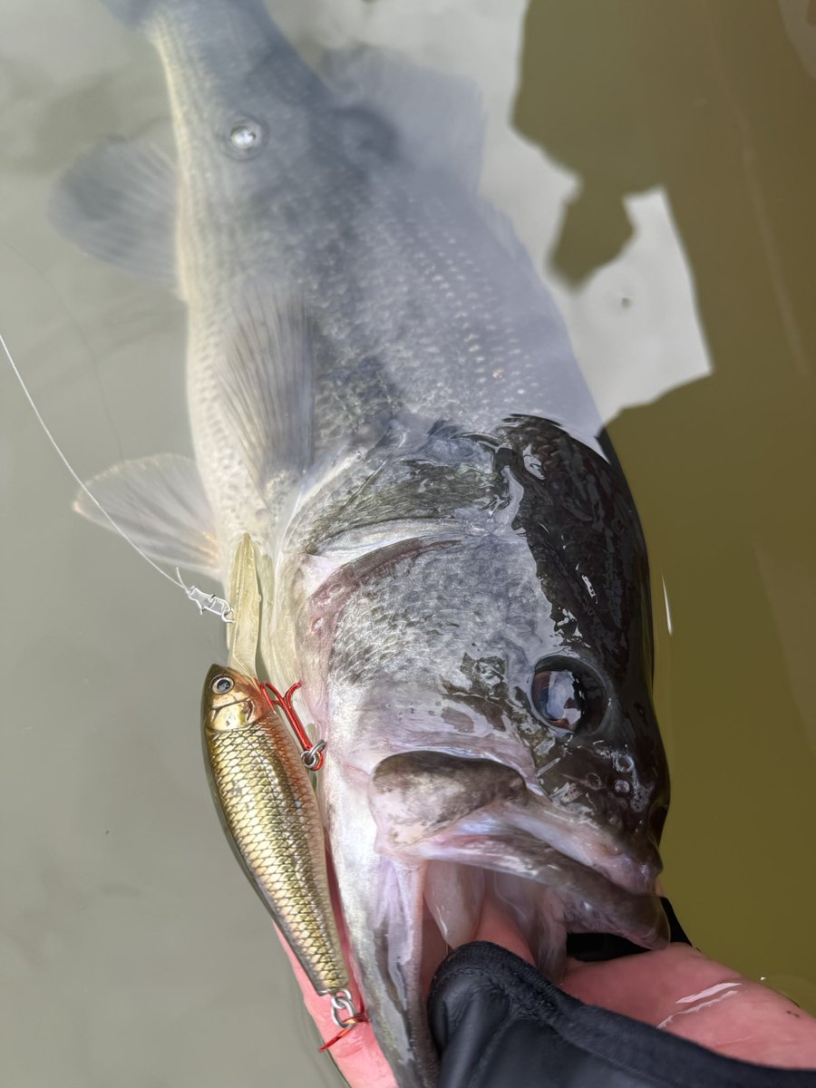 skillful【スキルフル】オカモトタクミ (@skillfullure) / Posts / X