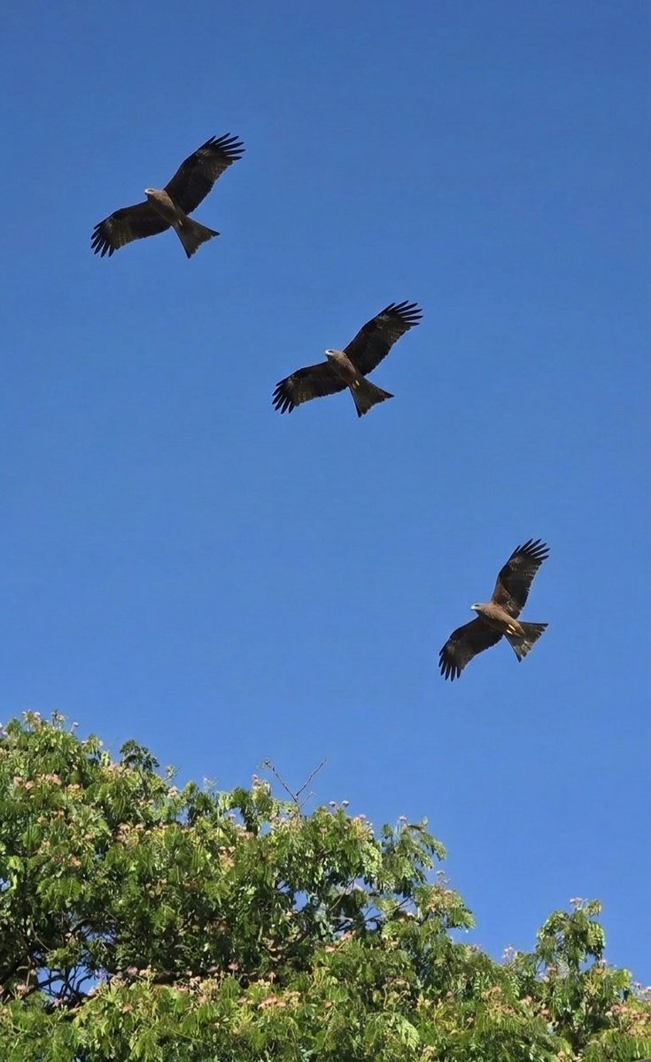 Dr. Payal Joshi tweet media