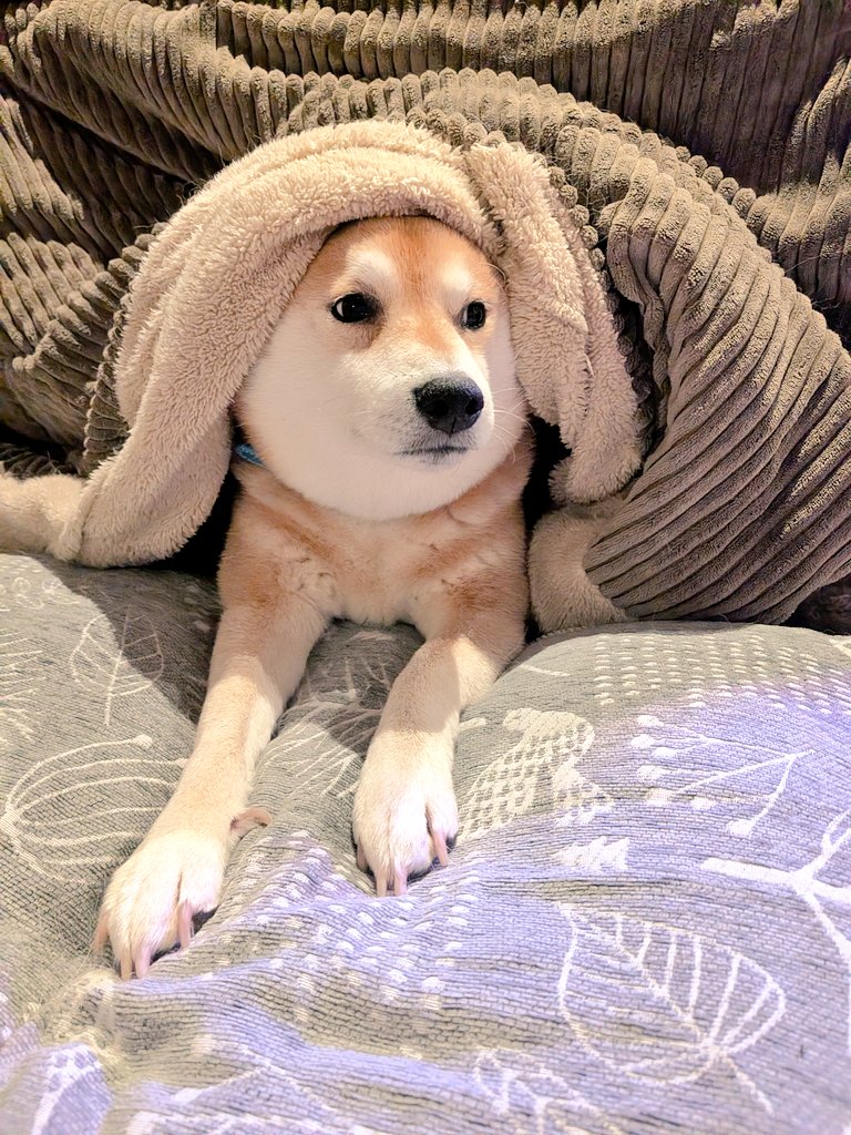 柴犬スティーブchおしゃべりラバーストラップ（購入時おまけ付） 受注生産販売品】柴犬スティーブchおしゃべりラバーストラップ ハル