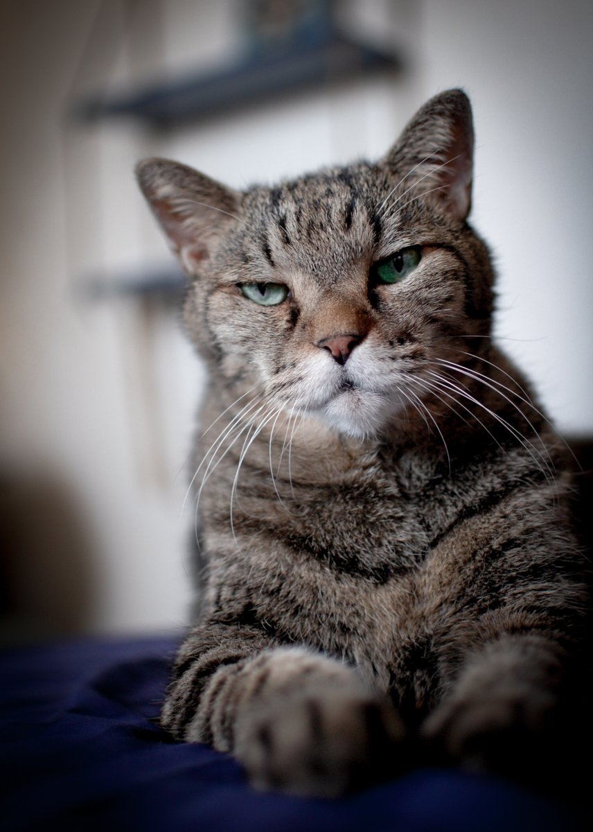 Lotus Design 🇰🇭 Cambodia tweet media