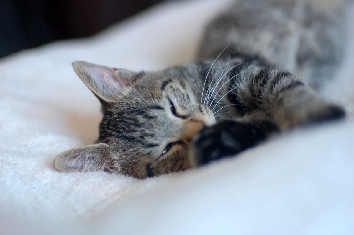 Lotus Design 🇰🇭 Cambodia tweet media