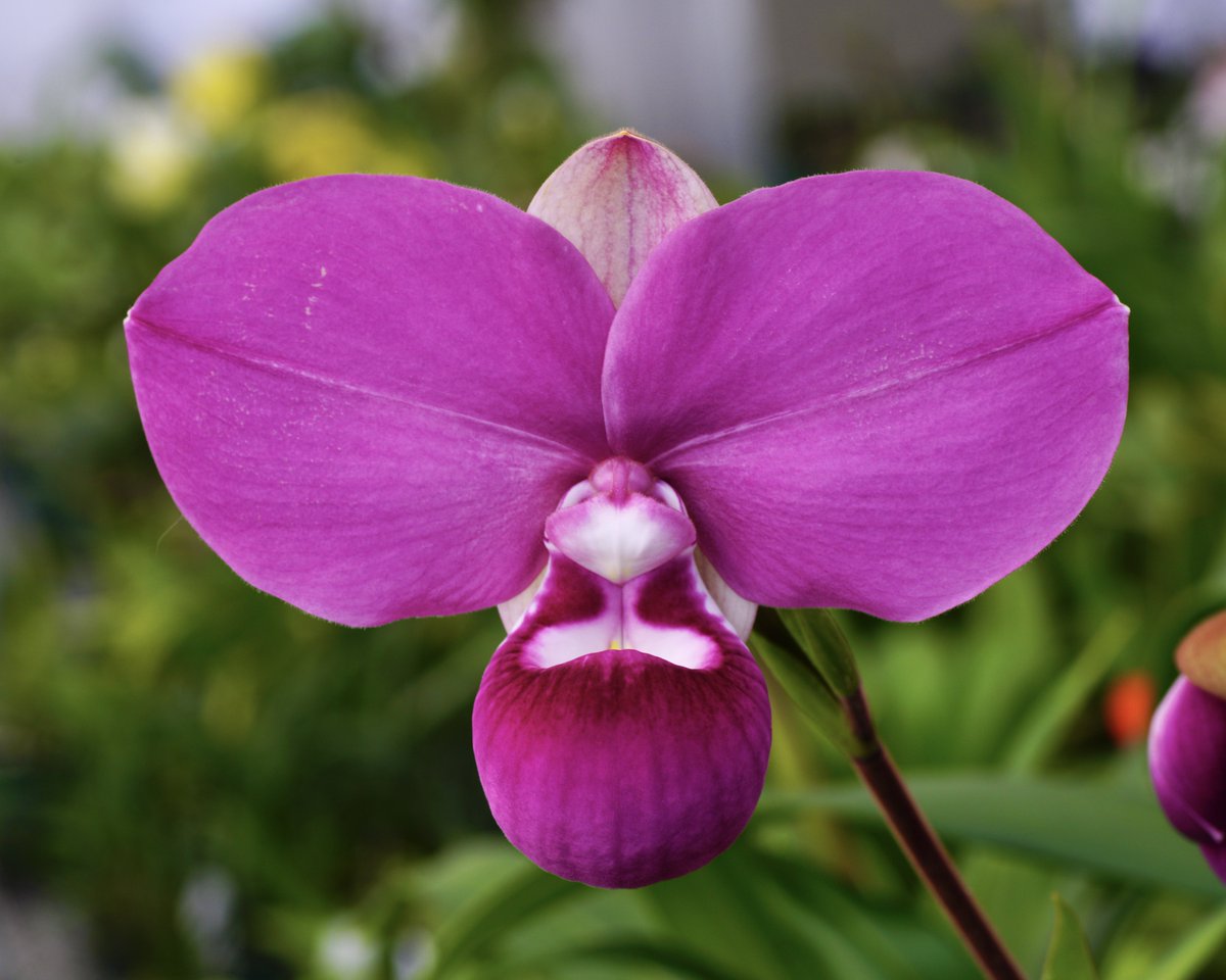 濃色で良形のコバチーが開花しました！初花ですが、NS18cm、PW8cmの