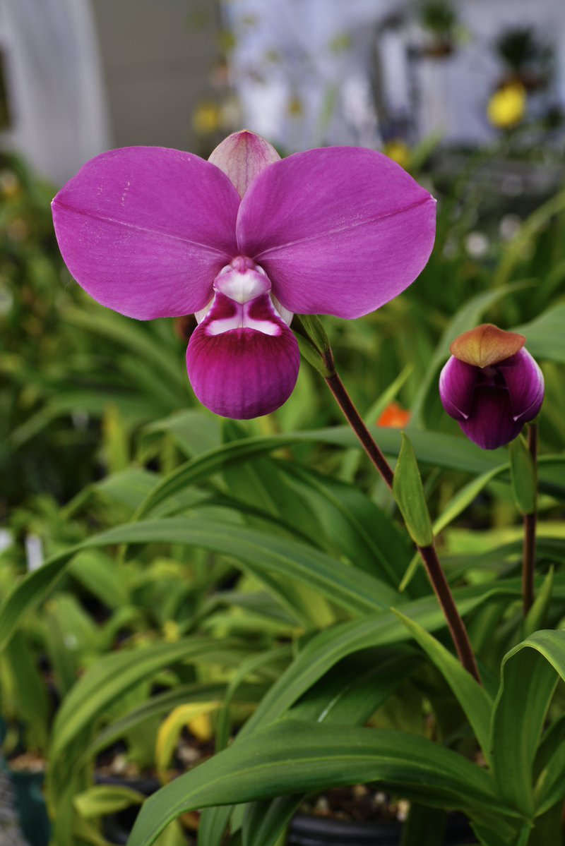 濃色で良形のコバチーが開花しました！初花ですが、NS18cm、PW8cmの