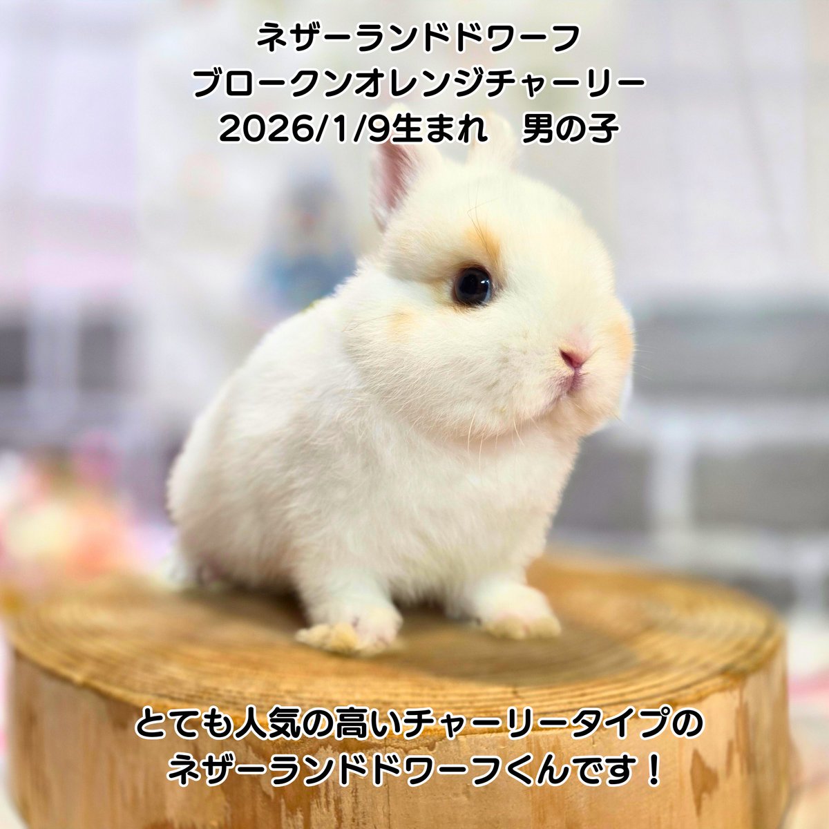 ネザーランドドワーフ セーブルマーティンくんの飼い主様が決まりまし