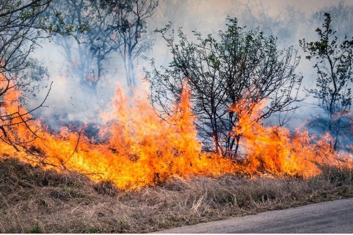 Want to reduce fire intensity around your property before bushfire season hits? 
 
Creating space between vegetation and your home cuts fuel loads and limits ember spread.

Learn more: jctreeservices.com.au/hints-and-tips…