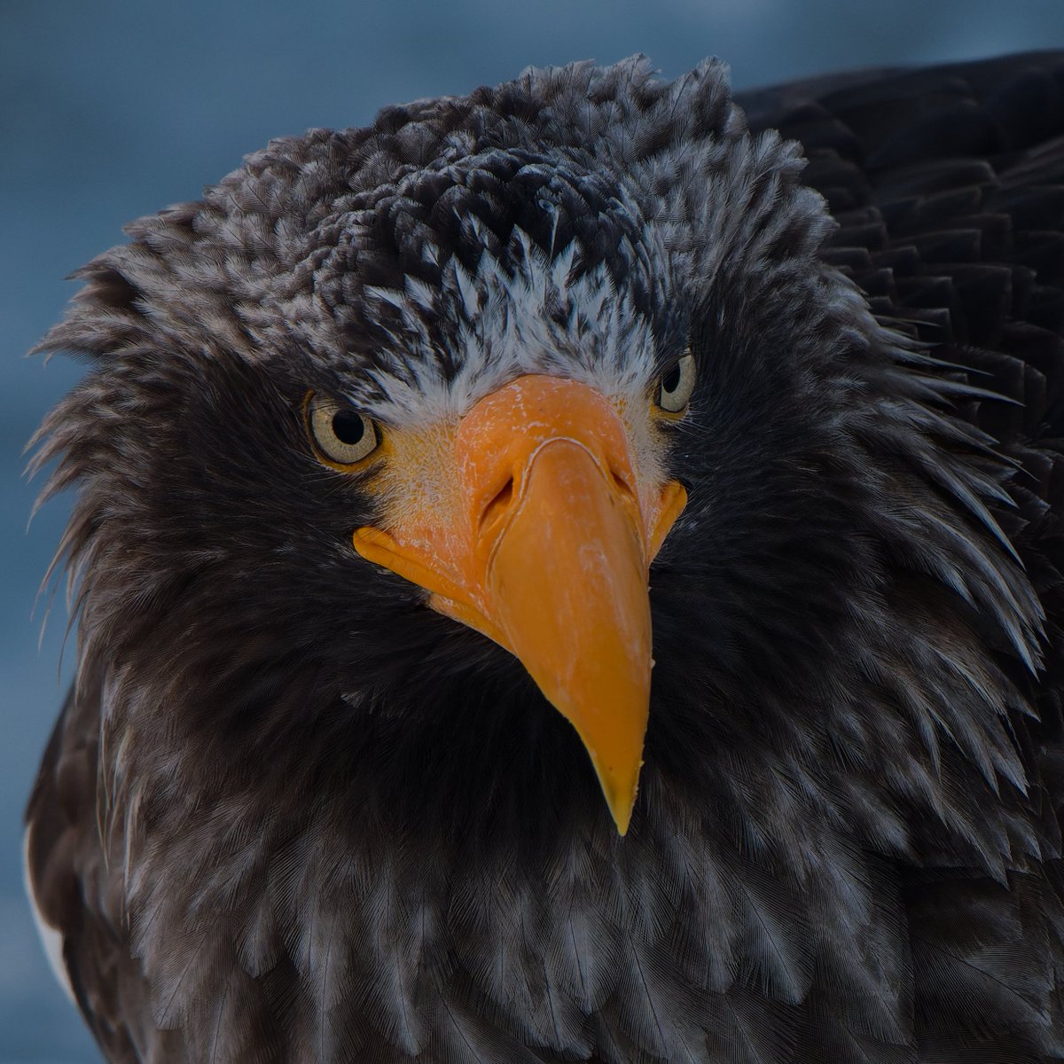 これら全員「ワシ」。
ヘビクイワシに関してはなんでこんなモデル女優みたいな感じにしたのか神様を2時間ぐらい問い詰めたい