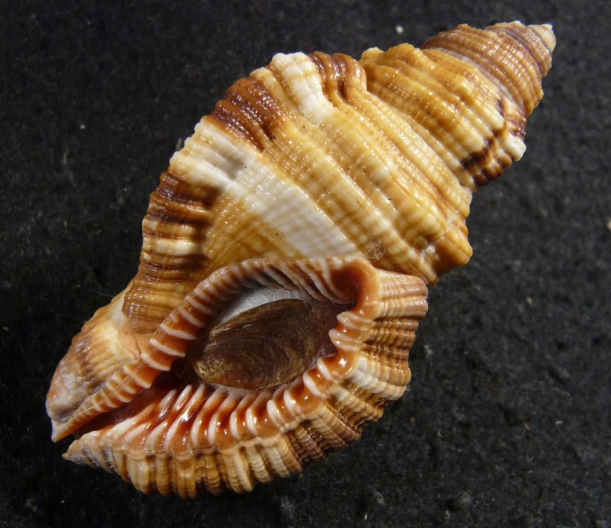 シノマキガイ といいます(^o^) #貝 #貝殻 #標本 #コレクション