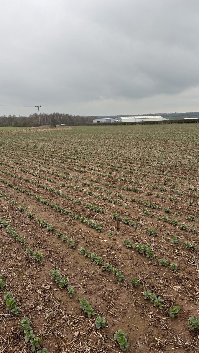 audlemagronpaul's tweet photo. Winter beans ! Coming in now with strong growth. Choc spot and Aschochyta present - varies across the fields, but promising start. #notil https://t.co/PFuQRANvBU