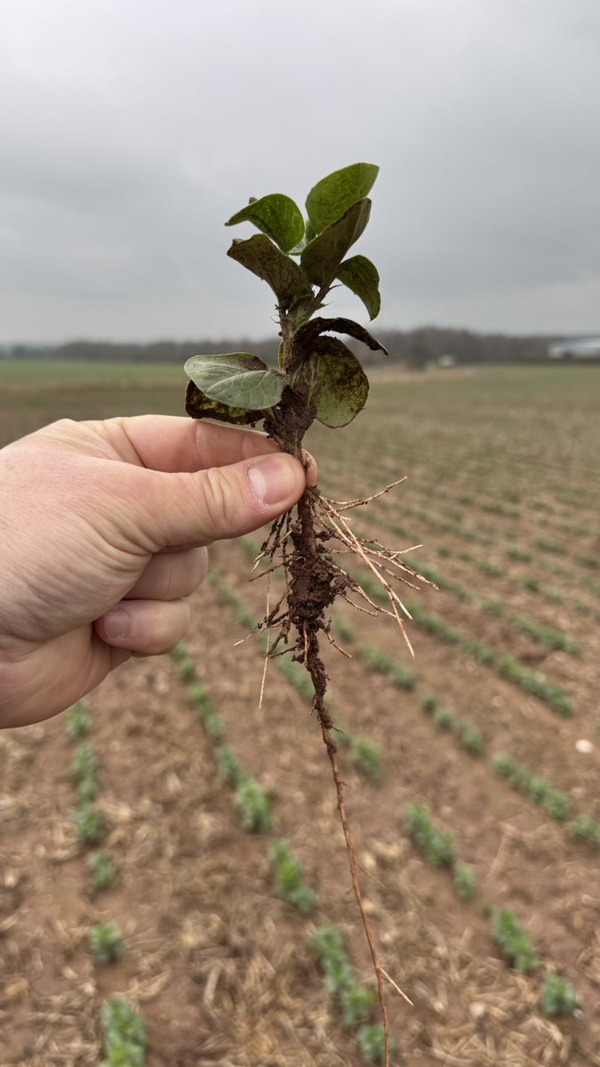 audlemagronpaul's tweet photo. Winter beans ! Coming in now with strong growth. Choc spot and Aschochyta present - varies across the fields, but promising start. #notil https://t.co/PFuQRANvBU