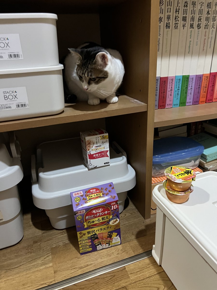 キャットフードの在庫管理を手伝ってくれている長女。監督？