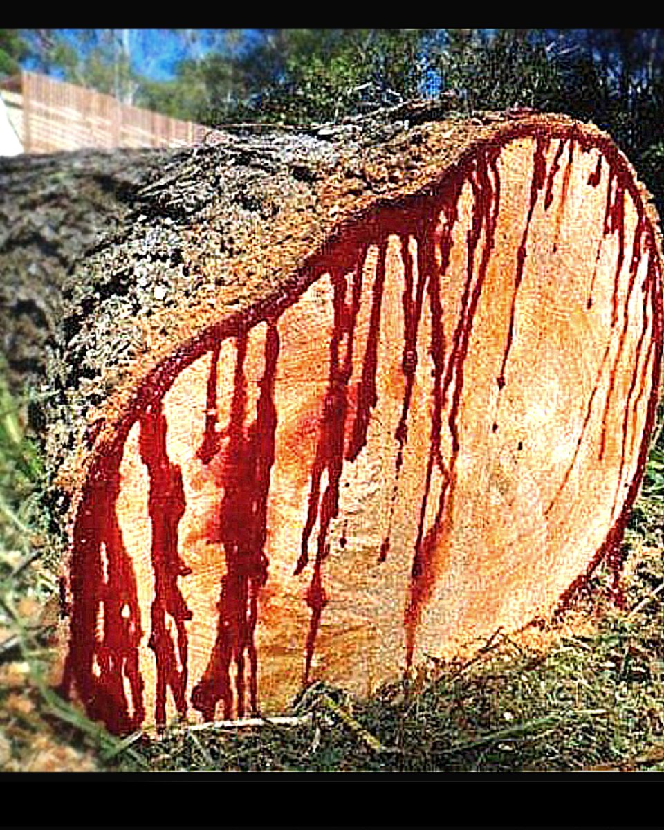 ThinkAb0utItt's tweet photo. The bleeding tree.

(1/3) A tree that bleeds when cut or damaged. The bloodwood tree located in south africa🇿🇦 and central Africa. 

It secrets a blood- red sap when cut or damaged and this is the reason why 👇 https://t.co/hcmvlF2pwm
