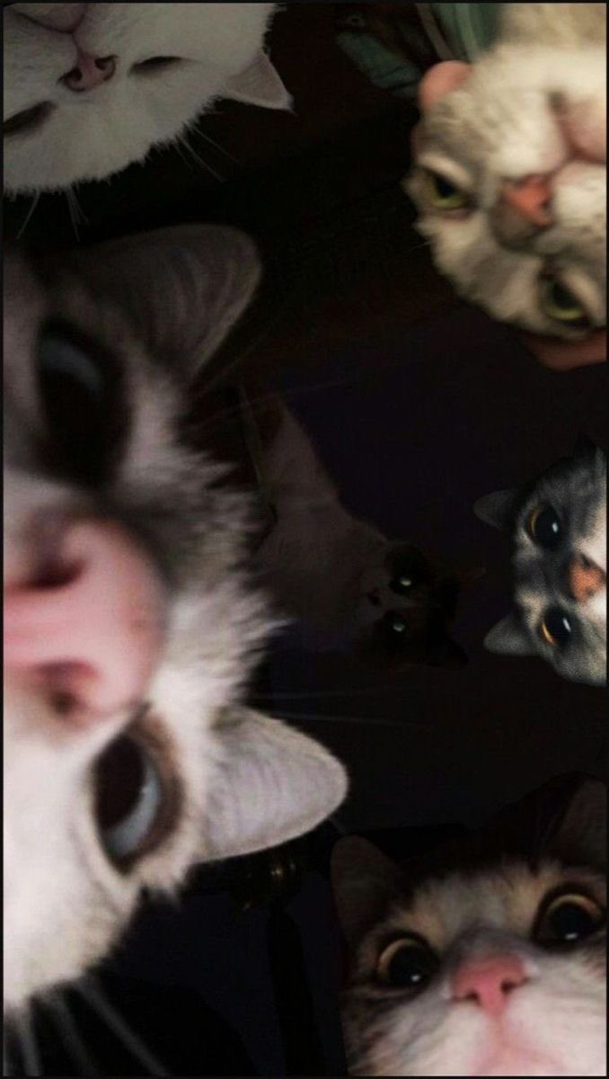 силли-тред

 — ateez as cats 🐈‍⬛