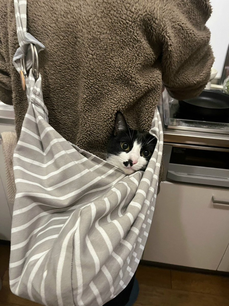 マグルの猫 tweet media
