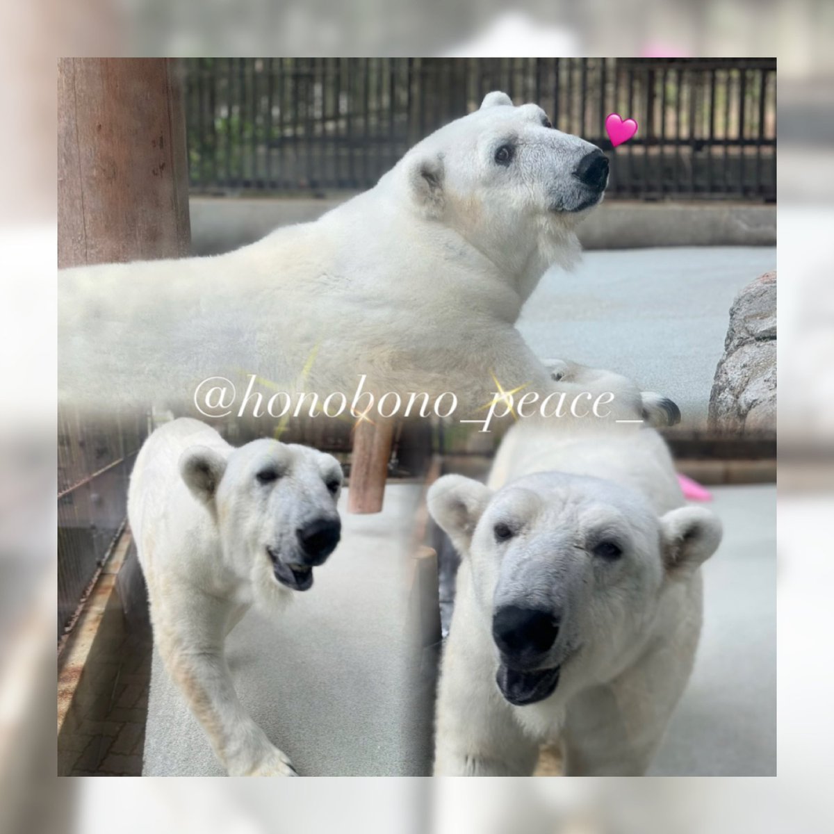 🐻‍❄️ #国際ホッキョクグマの日 🐻‍❄️

ピースと髙市さんの絆に感動してホッキョクグマの世界を知りました😌

ぴーちゃんとホッキョクグマのみんなが穏やかに幸せに過ごせますように。

いつもありがとう🐻‍❄️💓

#しろくまピース
#ホッキョクグマ #とべ動物園
