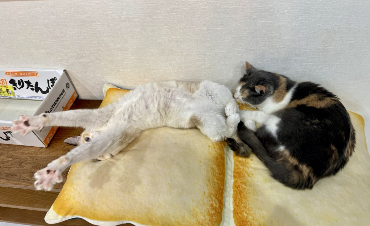 まめ｢やーーー！！！！｣