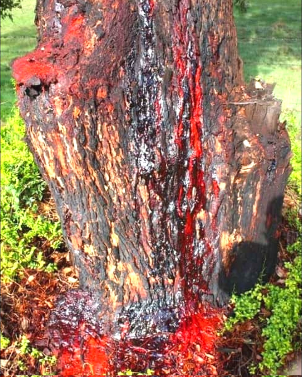 ThinkAb0utItt's tweet photo. (2/3) The red sap isn’t blood.

It’s the tree’s defense system.
When exposed to air, it hardens and seals the wound — like a natural bandage. https://t.co/mX5iZh6hjy
