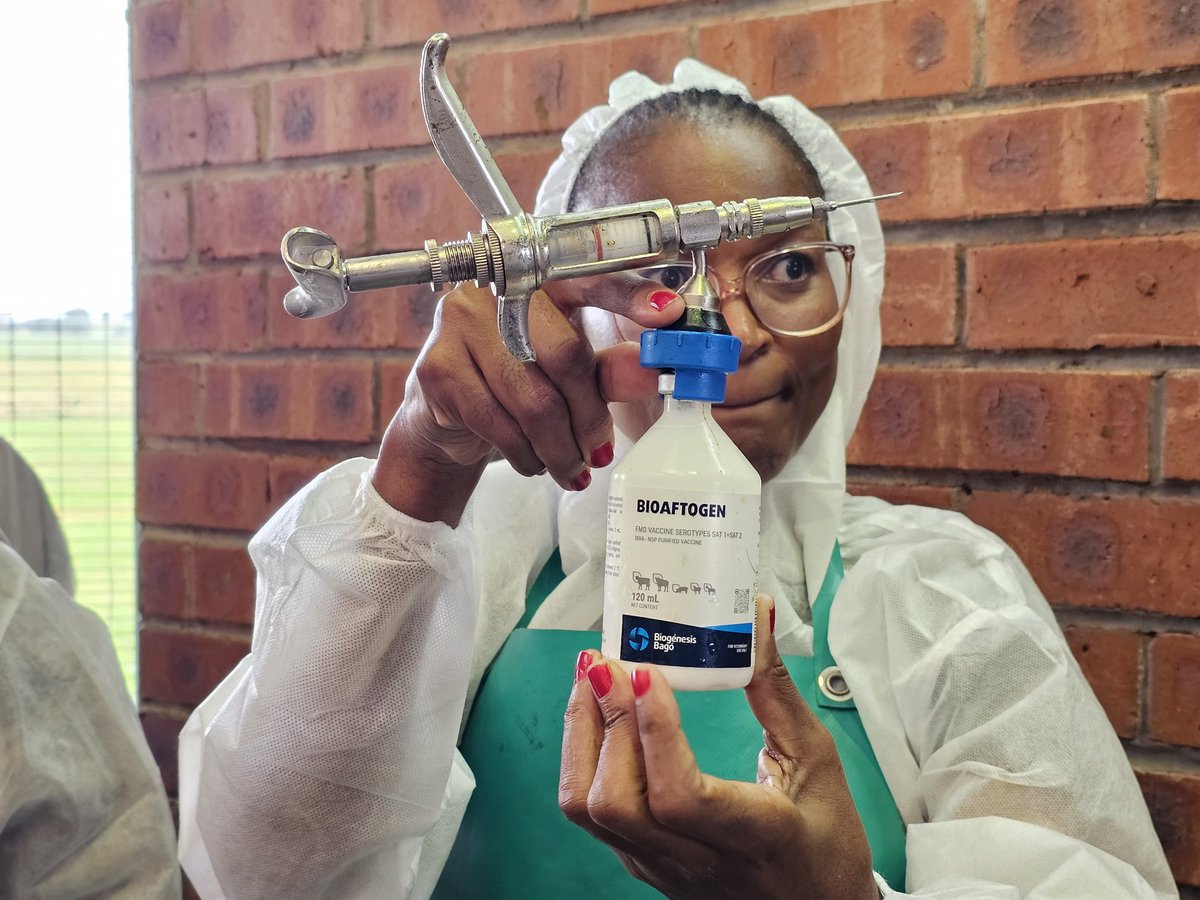 #fmdvaccinationdrive | ON THE GROUND. ON THE JOB. STOPPING FMD. 📍

South Africa’s Foot and Mouth Disease (FMD) vaccination drive is underway in Mooi River, KwaZulu-Natal, at Colbourne Dairy Farm.

Government is vaccinating the national herd to curb the spread of FMD, using the