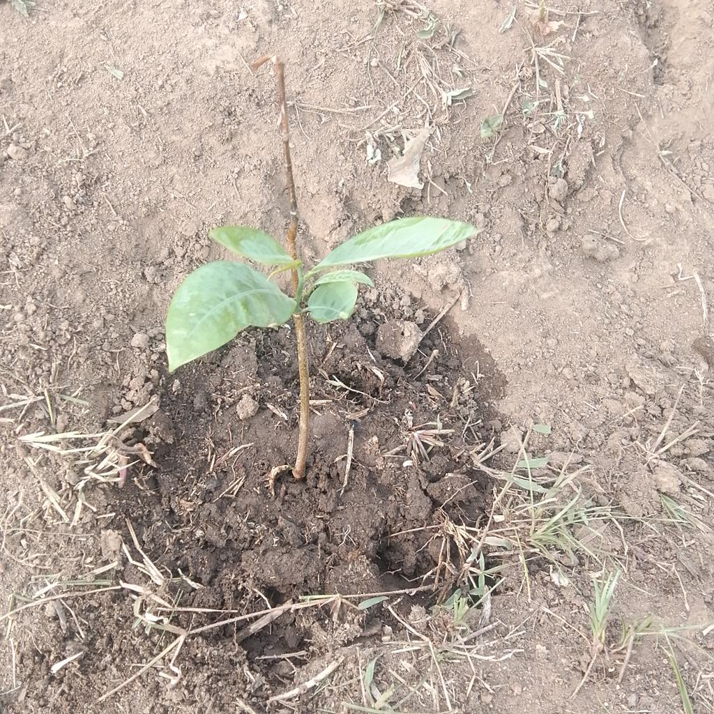 AdeleyePel56590's tweet image. Earlier today, myself and my team members at ACT4EARTH conducted environmental education and tree planting basics at Goshen Academy Ilara Mokin, Ondo State Nigeria. Our aim is to grow a greener environment and educate young individuals about biodiversity conservation. 
#Act4🌍🇳🇬