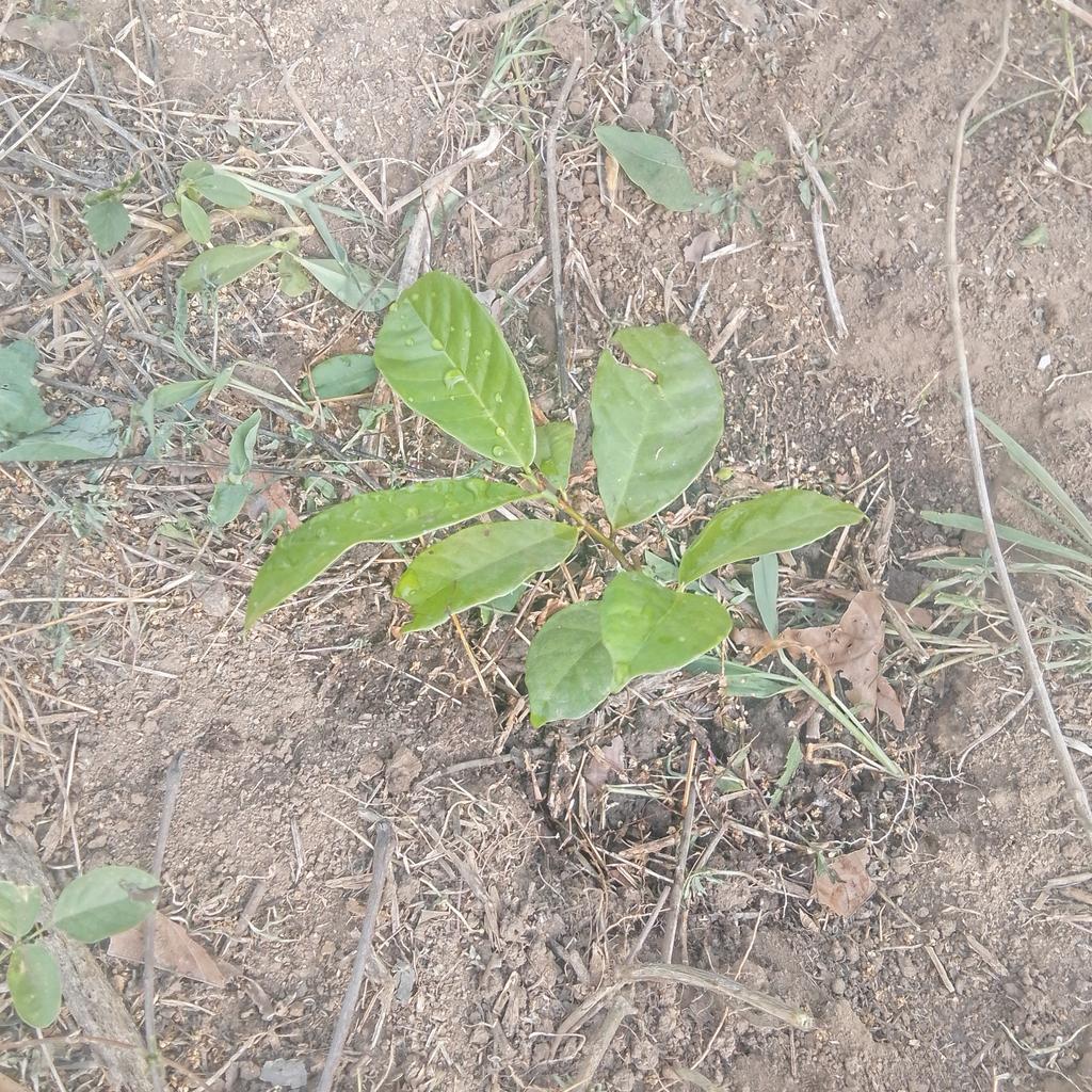 AdeleyePel56590's tweet image. Earlier today, myself and my team members at ACT4EARTH conducted environmental education and tree planting basics at Goshen Academy Ilara Mokin, Ondo State Nigeria. Our aim is to grow a greener environment and educate young individuals about biodiversity conservation. 
#Act4🌍🇳🇬