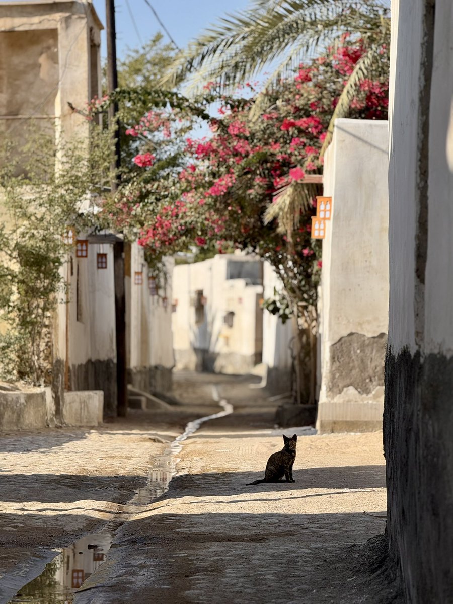 Ali Salehi tweet media