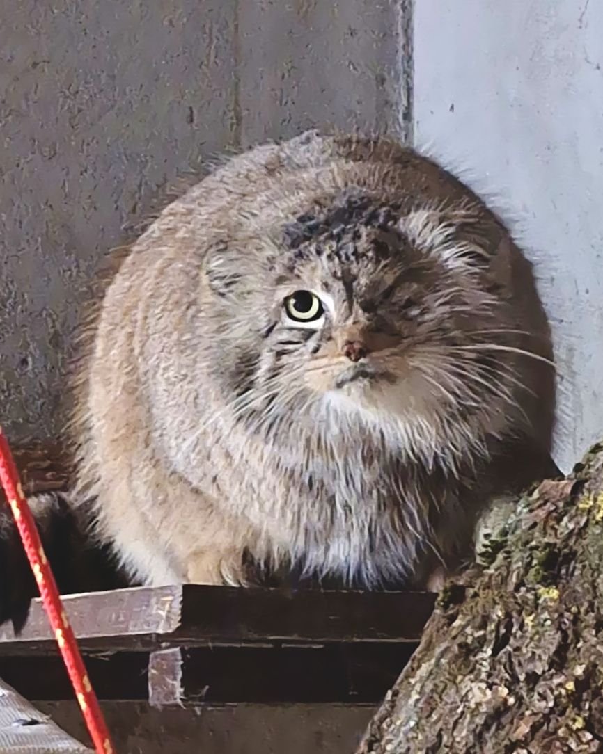 Bożenka the one-eyes manul is now safely back at Poznań Zoo, which says she is in good condition and "looks like she's just been on a weekend city break, not an unplanned escapade"