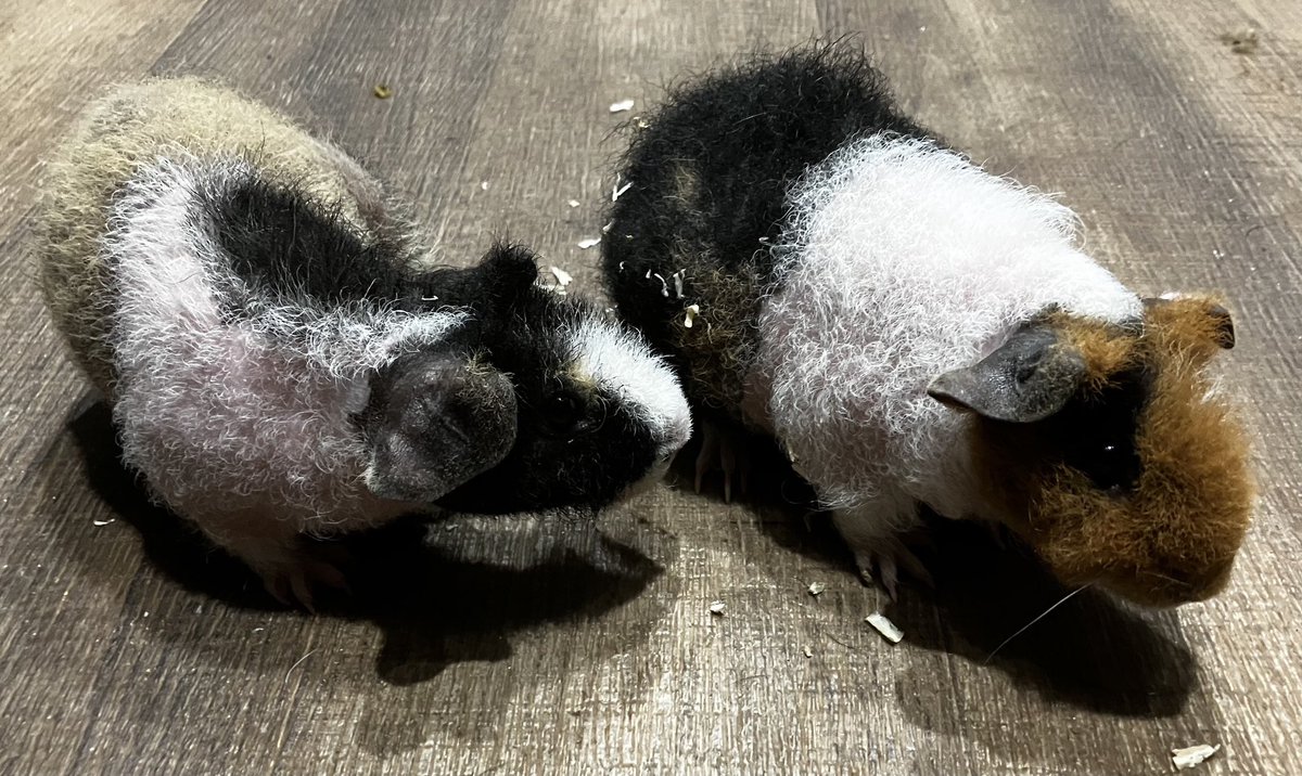 今日の営業は終了致しました🙌🏻
新入荷です🐀
スキニーギニアピッグ♂♀
ウェアウルフ♂♀
合計4匹入荷致しました👌
スキニーギニアピッグはスキニーギニアピッグという生き物だと思ってるお客様も居ますが毛のないモルモットです🙆‍♂️