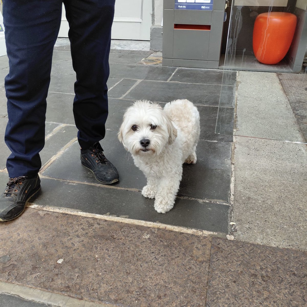 DOG FOUND in KILLINEY area!

This good boy was spotted trackside near Killiney Station - our DART driver did a quick rescue and the dog is now in the care of the team at Bray Station.